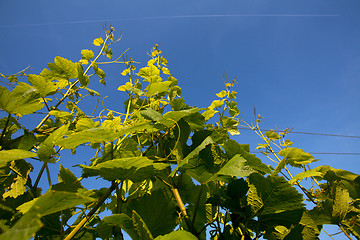 Image showing Vineyard in Southwest Germany