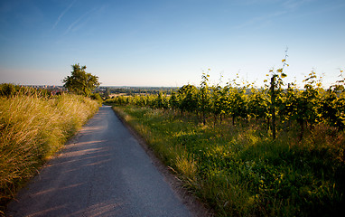 Image showing Vineyard in Southwest Germany