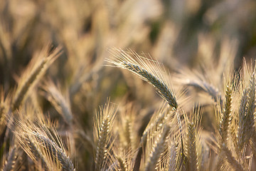 Image showing Fields of Wheat in Summer