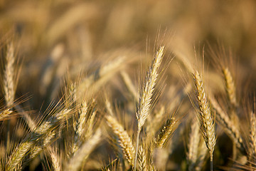 Image showing Fields of Wheat in Summer