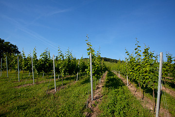 Image showing Vineyard in Southwest Germany