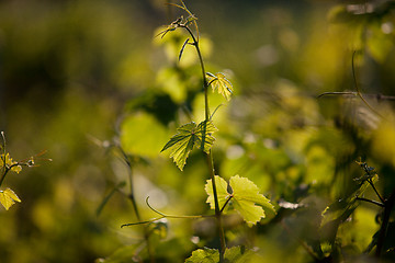 Image showing Vineyard in Southwest Germany