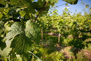 Image showing Vineyard in Southwest Germany