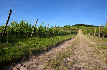 Image showing Vineyard in Southwest Germany