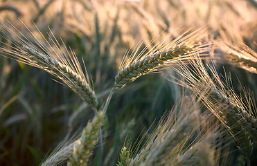 Image showing Fields of Wheat in Summer