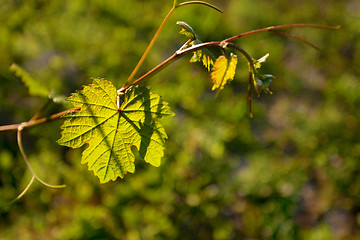 Image showing Vineyard in Southwest Germany