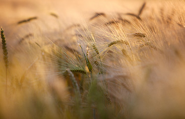 Image showing Fields of Wheat in Summer