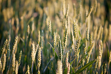 Image showing Fields of Wheat in Summer