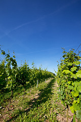 Image showing Vineyard in Southwest Germany