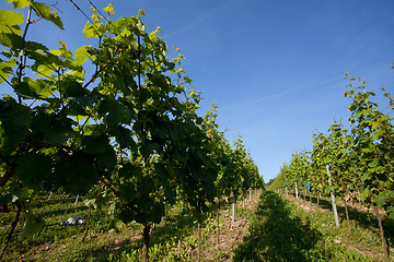 Image showing Vineyard in Southwest Germany