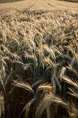 Image showing Fields of Wheat in Summer