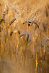 Image showing Fields of Wheat in Summer