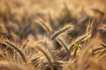 Image showing Fields of Wheat in Summer