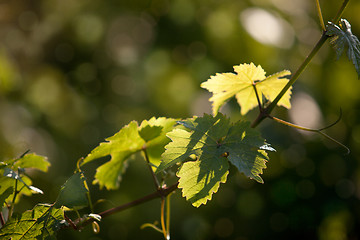 Image showing Vineyard in Southwest Germany