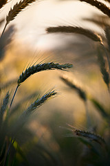 Image showing Fields of Wheat in Summer