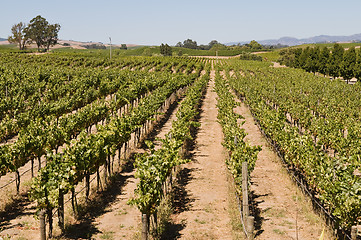 Image showing Grapevines