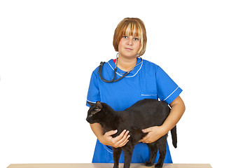 Image showing Veterinary