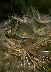 Image showing Dandelion