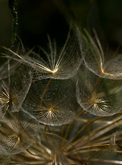 Image showing Dandelion