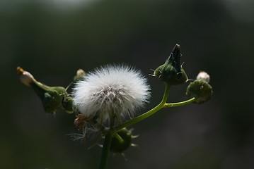 Image showing Dandelion