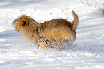 Image showing Running dog