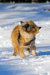 Image showing Shaking dog