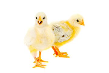 Image showing Two chicks