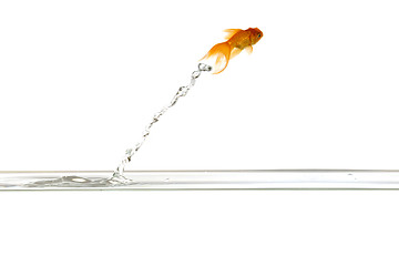 Image showing Jumping goldfish