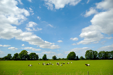 Image showing Green field with goats