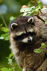 Image showing Raccoon