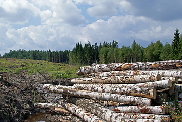 Image showing Birch Logs at Forest Clear Cut