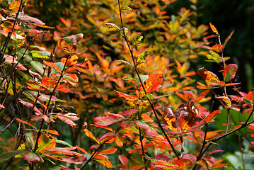 Image showing Colorful Autumn Foliage