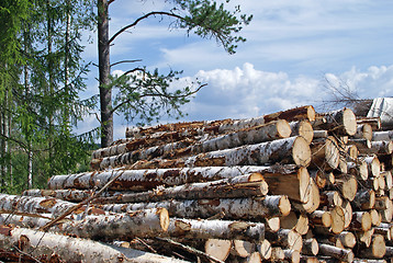 Image showing Birch Wood Logs at the Edge of Forest