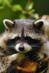 Image showing Sad raccoon