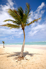 Image showing Palm on beach