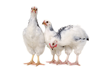 Image showing Standing chickens