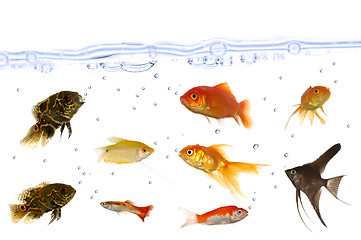 Image showing Many aquarium fish