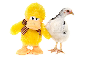 Image showing Chicken and toy duck