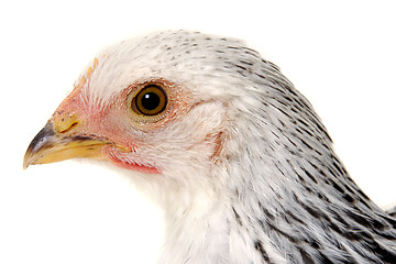 Image showing chicken face