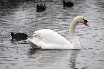 Image showing Swan