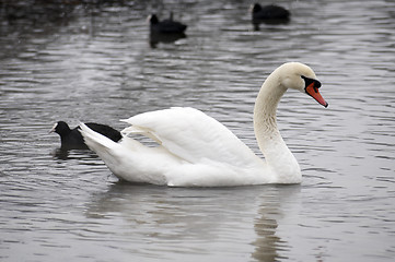 Image showing Swan