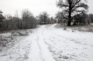 Image showing Winter