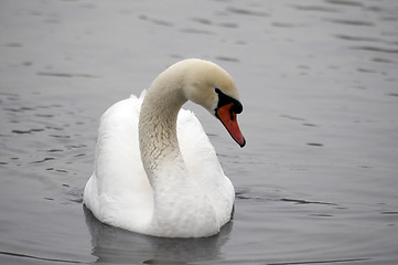 Image showing Swan