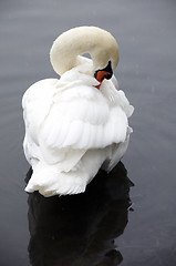 Image showing Swan