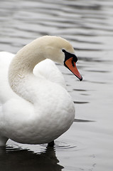 Image showing Swan