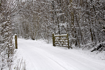 Image showing Winter