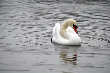 Image showing Swan