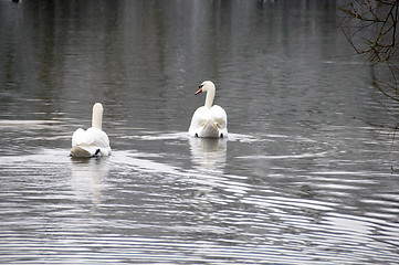 Image showing Swan