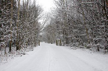 Image showing Winter