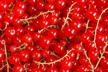 Image showing Red Currants